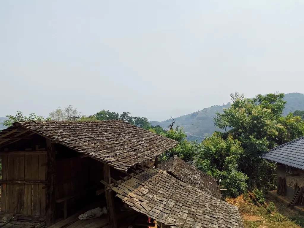 普洱茶园